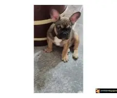 Štenci francuskog buldoga egzotičnih boja - 7