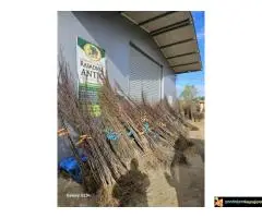 Trogodišnje i dvogodišnje voćne sadnice za dvorište i baštu