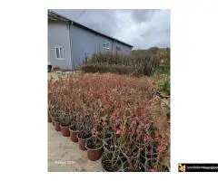 Trogodišnje i dvogodišnje voćne sadnice za dvorište i baštu