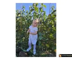 Trogodišnje i dvogodišnje voćne sadnice za dvorište i baštu