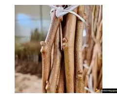 Trogodišnje i dvogodišnje voćne sadnice za dvorište i baštu