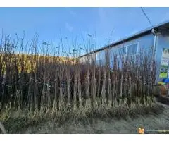 Trogodišnje i dvogodišnje voćne sadnice za dvorište i baštu - 6