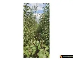 Trogodišnje i dvogodišnje voćne sadnice za dvorište i baštu - 7