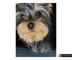 Mila Jorksirski terijer