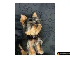 Mila Jorksirski terijer