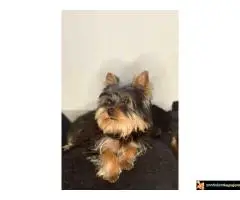 Mila Jorksirski terijer