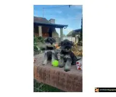 Stenci Patuljastog Snaucera biber so