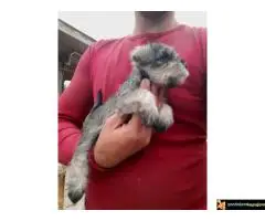 Stenci Patuljastog Snaucera biber so