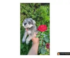 Stenci Patuljastog Snaucera biber so - 6