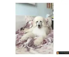 Kraljevska pudla - 2