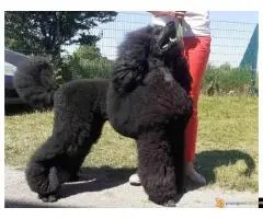 Kraljevska pudla - 3