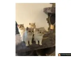 Persijska Exota mačići