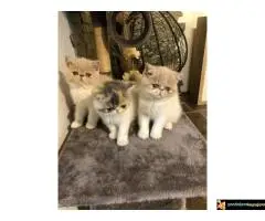 Persijska Exota mačići - 2