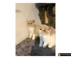 Persijska Exota mačići - 3