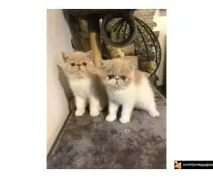 Persijska Exota mačići - 4