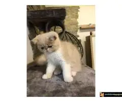 Persijska Exota mačići - 5