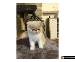 Persijska Exota mačići - 6