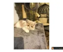 Persijska Exota mačići - 7