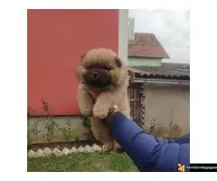 Štenci Čau Čau - 2