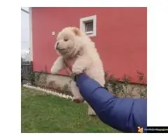 Štenci Čau Čau - 3