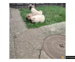 Štenci Čau Čau - 6