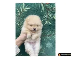 Dostupni prelepi štenci pomeranaca