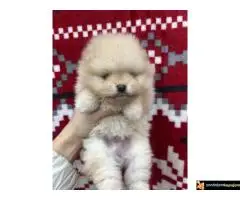 Dostupni prelepi štenci pomeranaca