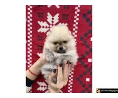 Dostupni prelepi štenci pomeranaca