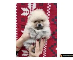 Dostupni prelepi štenci pomeranaca