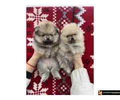 Dostupni prelepi štenci pomeranaca - 6