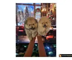 Dostupni prelepi štenci pomeranaca - 7