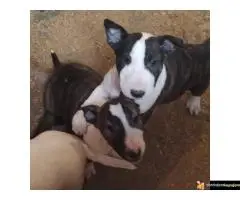 Bul terijer stenci na prodaju