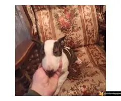 Bul terijer stenci na prodaju