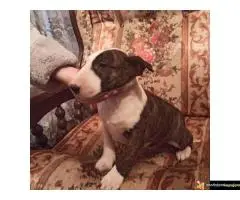 Bul terijer stenci na prodaju