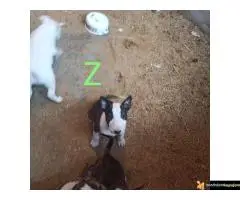 Bul terijer stenci na prodaju