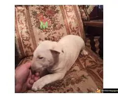 Bul terijer stenci na prodaju - 6