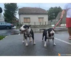 Bul terijer stenci na prodaju - 7