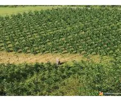 Šumadijsko domaćinstvo - 4