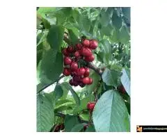 Šumadijsko domaćinstvo - 7