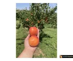 Šumadijsko domaćinstvo - 8