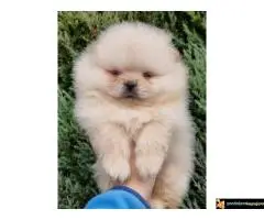 Pomeranci stenci, pomeranac boo