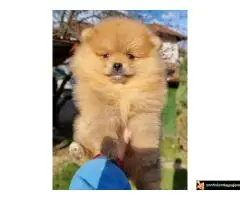 Pomeranci stenci, pomeranac boo