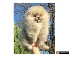 Pomeranci stenci, pomeranac boo