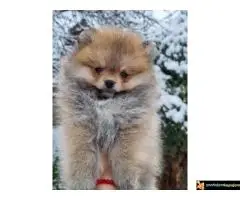 Pomeranci stenci, pomeranac boo