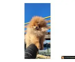 Pomeranac