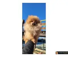 Pomeranac