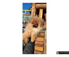 Pomeranac