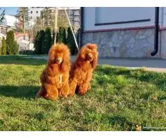 Na prodaju crvene Toy Pudle - 6