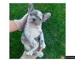 Francuski buldog sivi