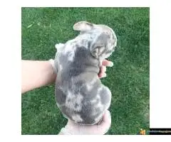 Francuski buldog sivi